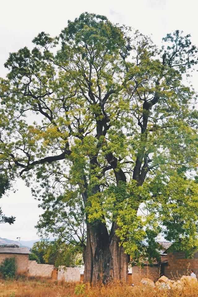 来保山，让冬日住进22℃的温柔里！