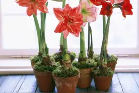 春节买花“有讲头”：年宵花有哪些？买回家怎么养才能保鲜到春节？图片