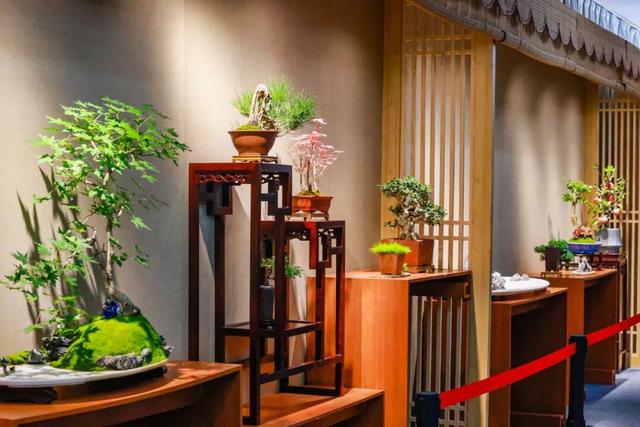 国家植物园第四届菊花展启幕 打造沉浸式秋日盛宴