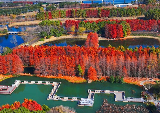 江苏苏州:七彩杉林醉游人