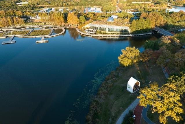 湖光金叶织秋韵