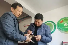 保康县城关林站救助国家二级保护动物丘鹬图片