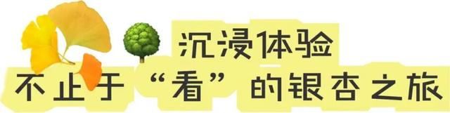 央视报道！就是现在！最佳赏叶期！还有玩法大升级……