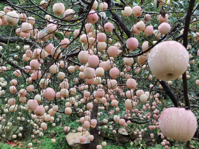 戴发利 || 艾崮山中寻瀑布