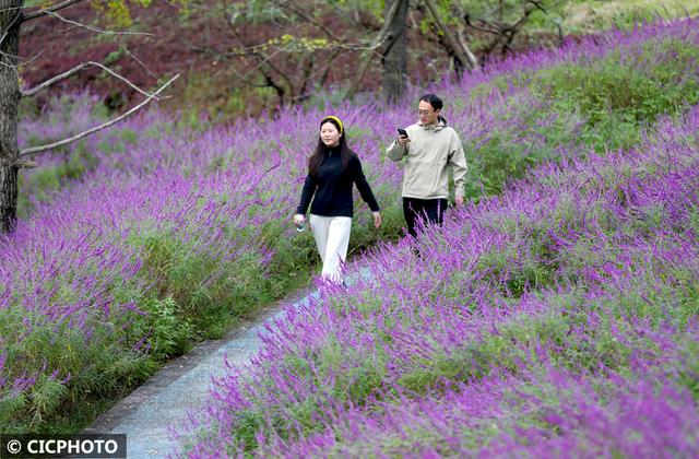 秋游花海，如行“花毯”