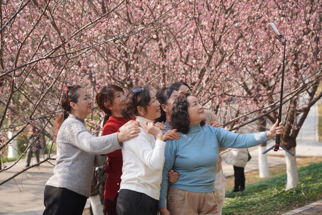 多图｜pong香！绵阳这里的梅花开了