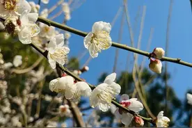 静安追花日历：带上这份指南，出门寻春！图片