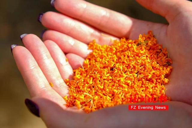 免费开放！福州这个网红村，桂花飘香！