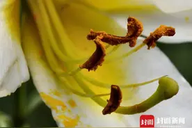 来自岷江深处 百合花开进成都公园图片