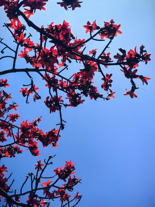 木棉花开 又到一年禄劝乌蒙赏花季