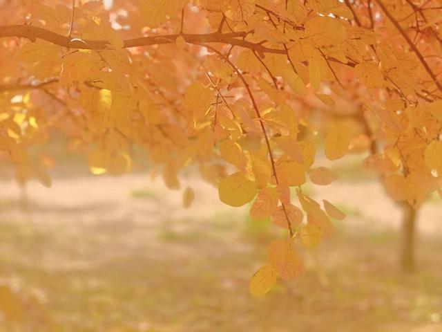 北京秋色如童话世界画卷徐徐展开