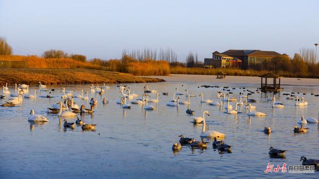 张掖湿地公园演绎初冬唯美景色