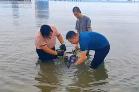 海豚搁浅三亚海滩！最新情况→图片