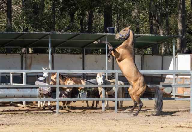 马年寻马趣！盘点崇明3家宝藏骑马场