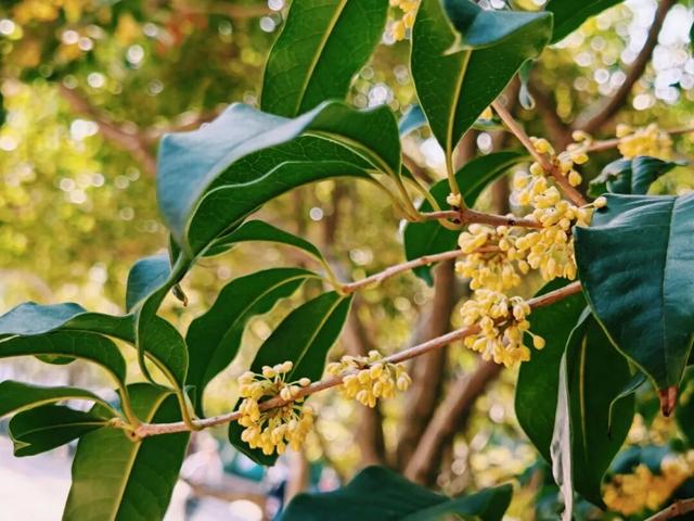 盼了好久的桂花，终于开了！