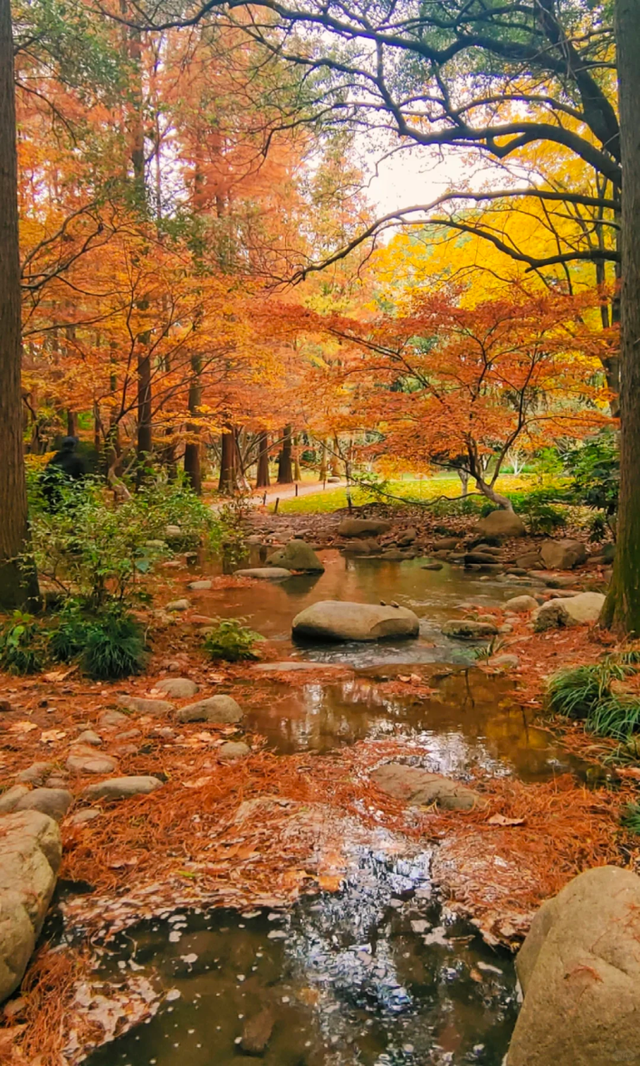 魔都顶流公园免费逛！“莫奈花园”秋色上新→