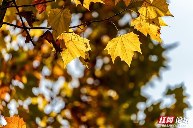 梧桐染晨光，一条路藏尽长沙的温柔