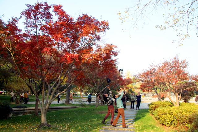 江苏苏州：桐泾公园斑斓冬景引客来