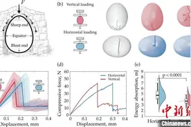 怎样扔鸡蛋更不易碎？研究称侧向坠落蛋壳能更好承受冲击图片