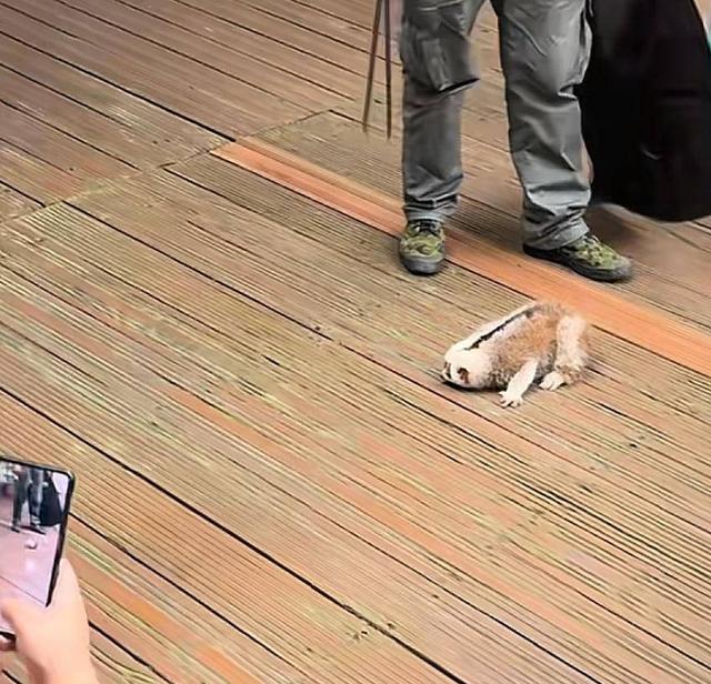 紫牛热点∣游客为拍照将蜂猴从树上摇落摔地！野象谷景区：涉事游客已找到，有专人处理