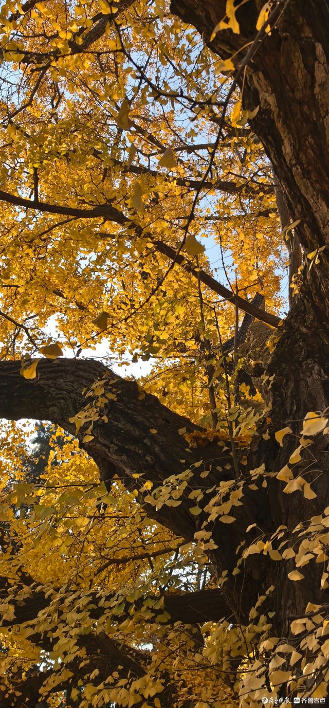 日照莒县浮来山，深秋的银杏树
