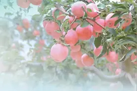 “苹果园”里沐清风（前沿观察）图片