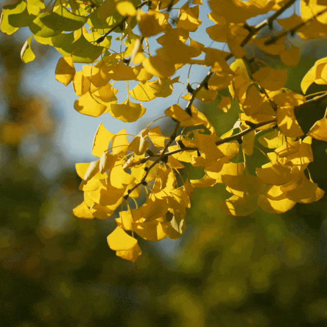 别再等！宝山这里已把秋日色阶拉满