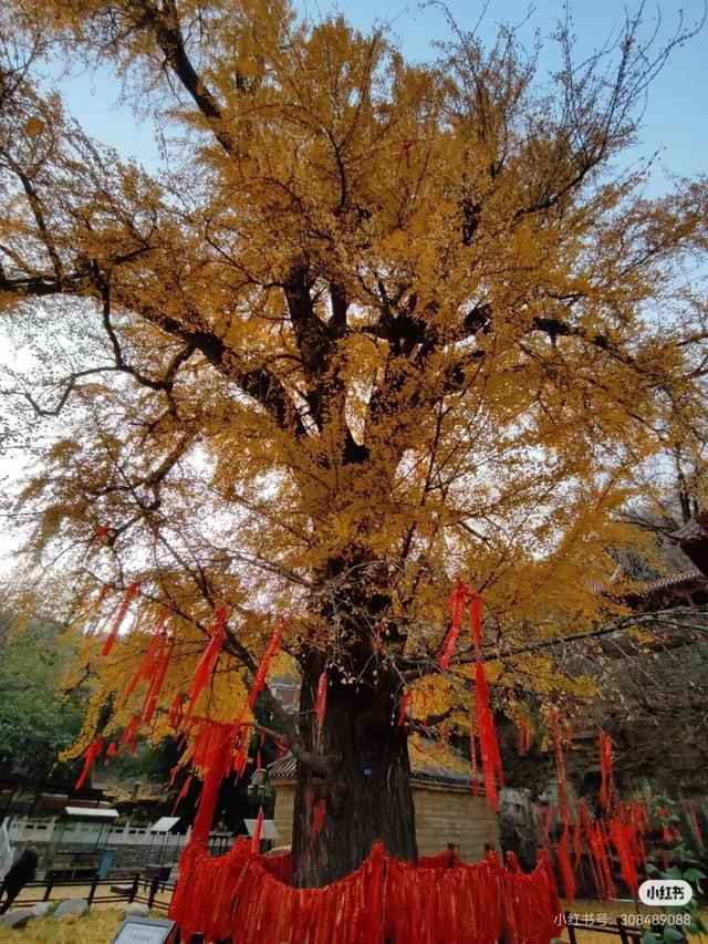 邂逅沂水金秋，一日看尽银杏黄！