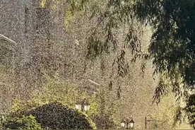 齐齐哈尔小飞虫泛滥，农业农村局：季节性出没，无法喷药，等天敌“花大姐”出手图片