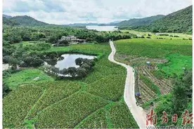 新墟镇红芽芋喜获丰收图片