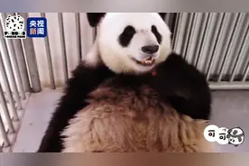 大熊猫🐼“安安”🐼“可可”在香港过得咋样？生活照来了→图片