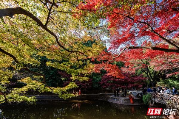 湖南烈士公园槭树湾：深秋不可错过的城市彩色秘境