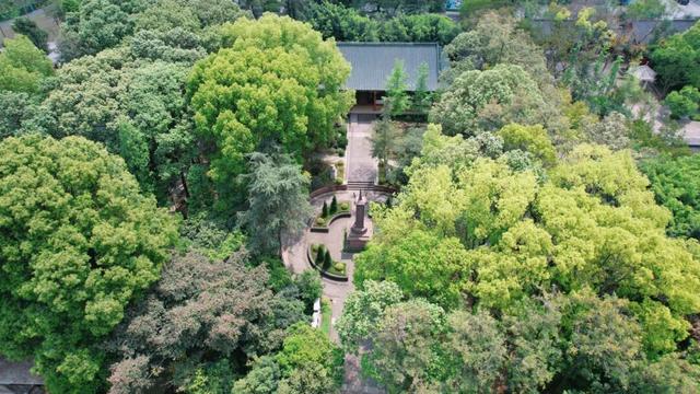 守护千年城厢绿脉！古镇树木复壮及管护升级行动全面展开