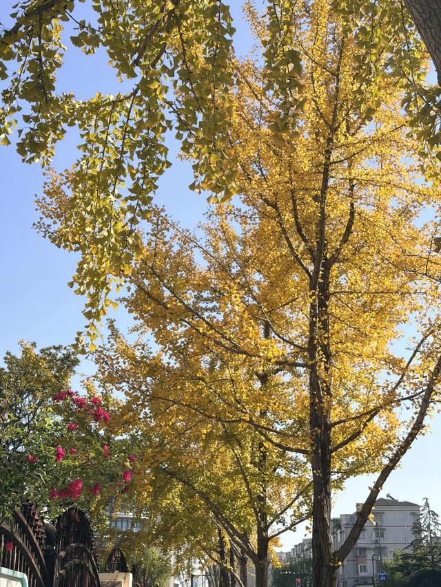 秋冬限定美景上线！快来长宁这个小镇打卡吧→