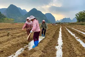 大石山区好政策新蔗种助力“蔗进”增收图片