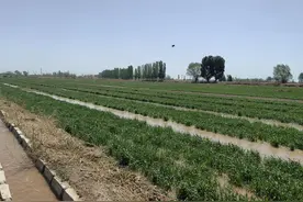 唐徕渠“活水”润良田 春灌保粮安图片