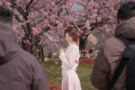 魔都眼｜上海樱花节将于下周六开启，顾村公园首推夜赏樱花图片