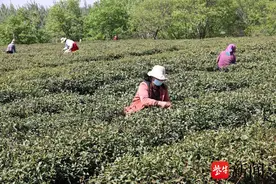 连云港赣榆区：千亩茶园迎采摘“黄金季”图片