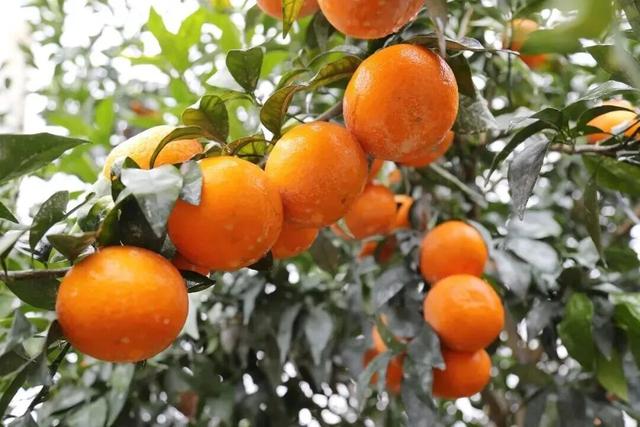 南宁冬季水果采摘全攻略 | 东北老铁、西北家人，告别猫冬！来南宁实现“水果自由”