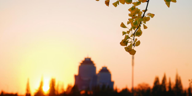 生态科技新城冬日色彩：满城尽染“银杏黄”