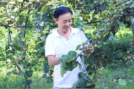 夏耘行动·科技助农专家访谈 | 高温天气下，如何预防猕猴桃“中暑”？图片