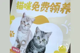 合肥市民质疑宠物店：免费领养猫咪，为何还要每个月付钱？图片