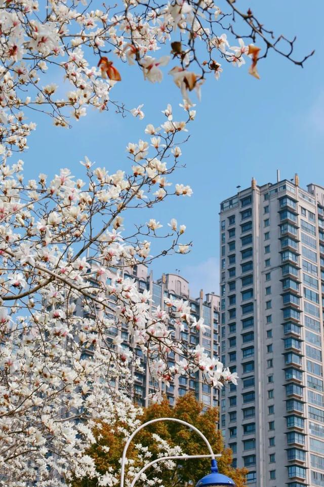 南京全城开花，九宫格装不下
