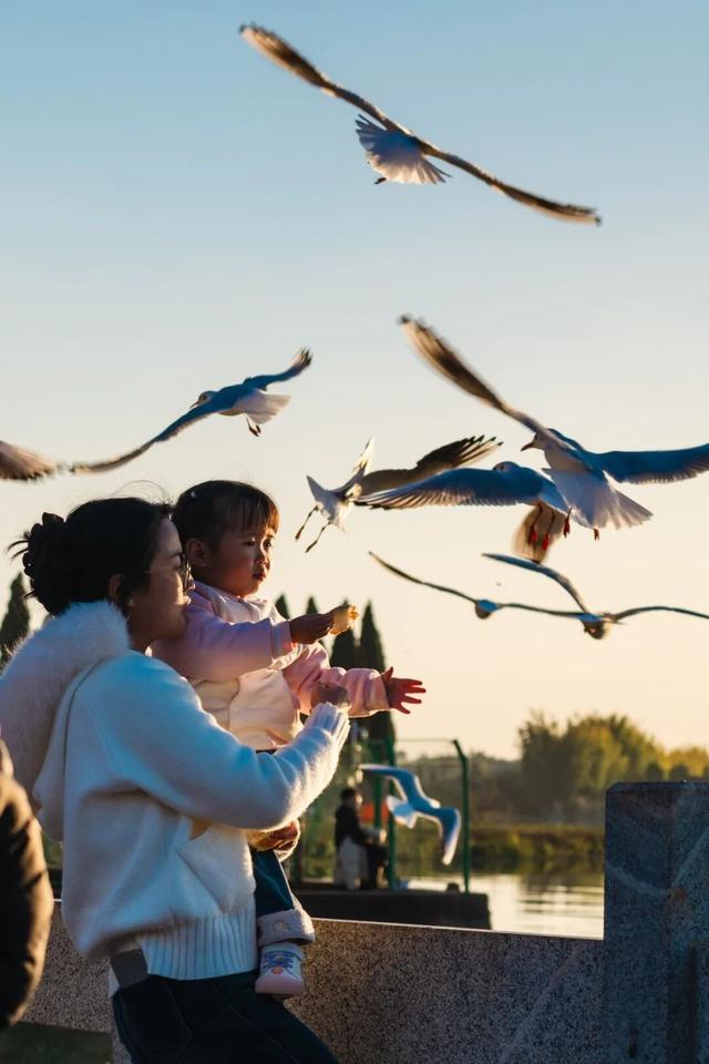 都是小众打卡点！在这些地方看海鸥，景美鸥多还诗意满满~