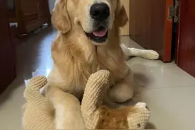 “洗剪吹”爆单！宠物“过年三件套”你知道吗？图片