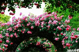 国潮+非遗+生态，万花竞放的白马湖公园，点亮文化新名片图片