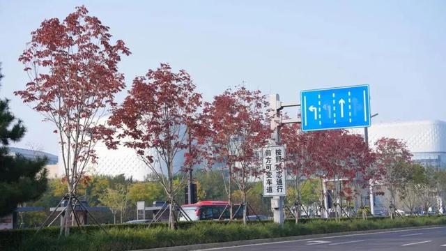 太美了！来副中心，邂逅落叶童话~