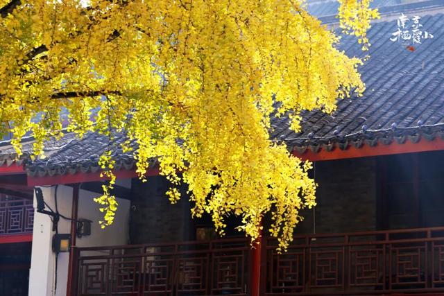 “含金量”还在上升！南京的浪漫藏不住了