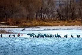 一场跨越千里的生命之旅即将拉开帷幕｜冰城候鸟回归记图片