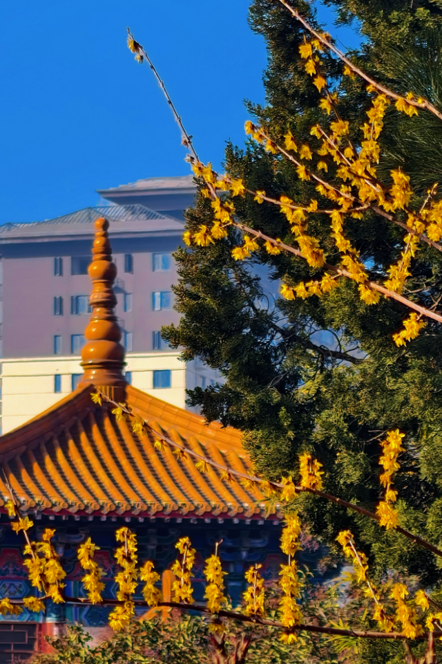 快出门！今年梅花开好啦，就是这么早！